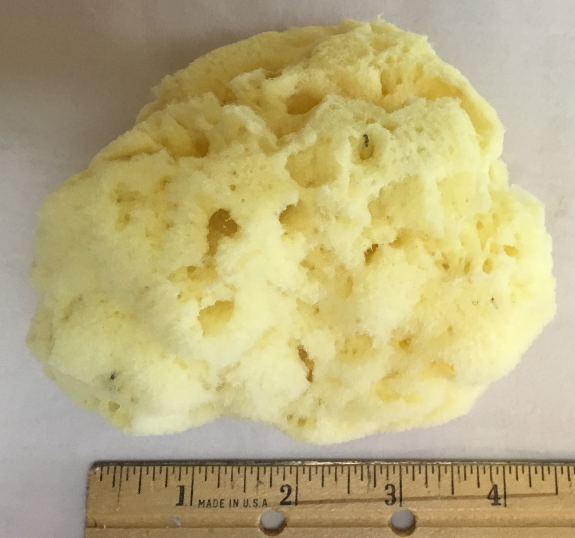 Large All Natural Dead Sea Sponge – Hickory Ridge Soap Co